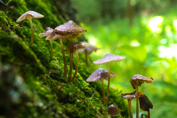Small inedible mushrooms in the forest. Mushrooms photo, forest background