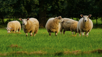 Sheep and lamb in the field