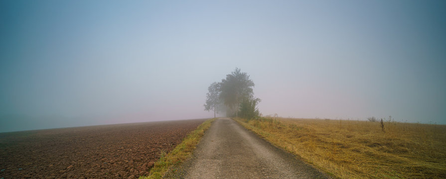 Dirt road and tree in fog