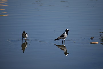 plover in water