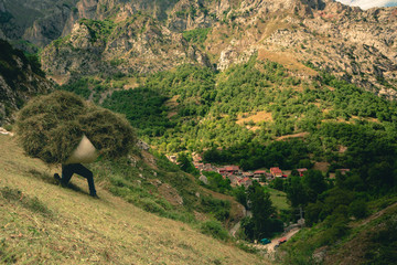Paisano levantando carga de hierba en ladera segada con el pueblo de Caín de fondo y las montañas de Picos de europa en segundo plano