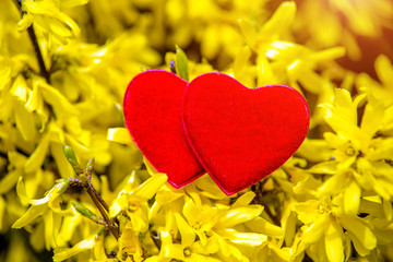 Red hearts among the branches of the Forsythia