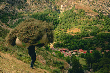 Paisano recogiendo la hierba segada sobre una colina en Caín de Valdeón con el pueblo de fondo y las montañas de picos de Europa en segundo plano