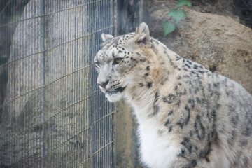 ユキヒョウ