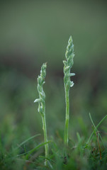 Autumn lady's-tresses,  Spiranthes spiralis