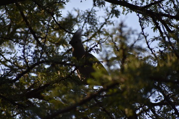 bird in the tree
