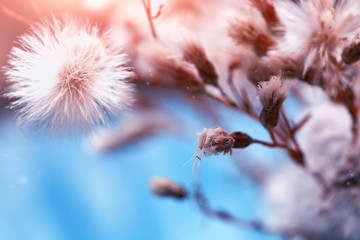 beautiful fluffy dandelion flowers, macro shot
- 372701608