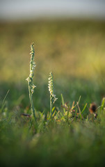Autumn lady's-tresses,  Spiranthes spiralis