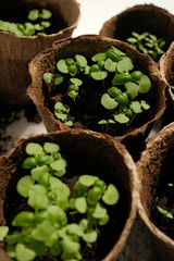 Growing basil at home. Microgreens. Healthy eating. High quality photo