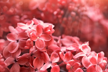 cute pink flowers close-up, beautiful floral background - 372701842