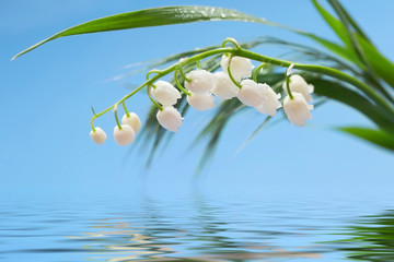 cute lily-of the-valley flowers over the water, spring flowers
- 372701879