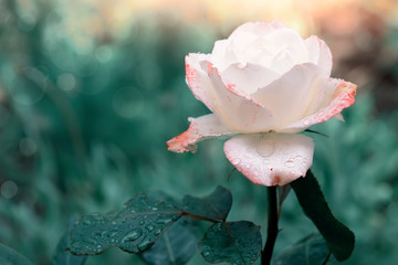 cute white rose flower in the garden after rain, beauty in nature - 372702004