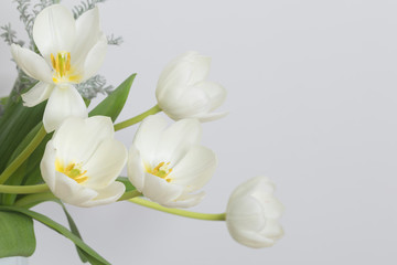 Fototapeta na wymiar White tulip isolated on white background.