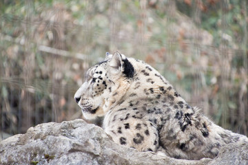 Naklejka premium ユキヒョウ