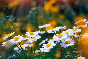 daisy flowers, summer meadow with flowers, beauty in nature
- 372702038