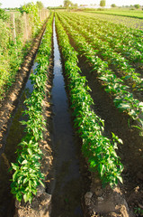 Naklejka premium Irrigation and growing young pepper in the field. Watering of agricultural crops. Farming and agriculture. Agroindustry and agribusiness. Countryside. Selective focus