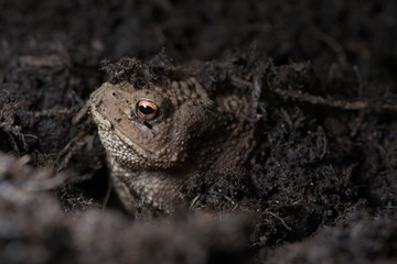 Warmer, Common toad hides under compost, exposes face.