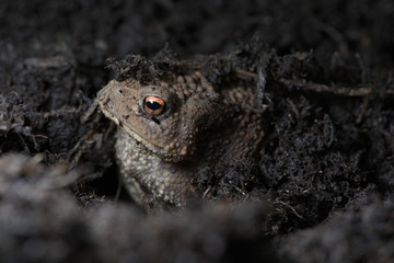 Central, Common toad hides under compost, exposes face.