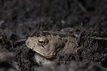 Common toad hides under compost, exposes face. Copy space above.