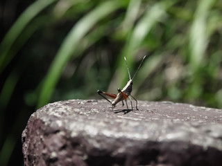 A grass hopper ready to jump on the wood