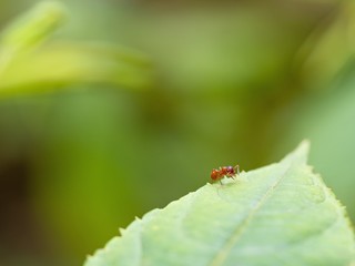 Fototapeta premium Ant 