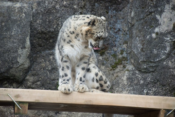 Fototapeta premium 雪豹