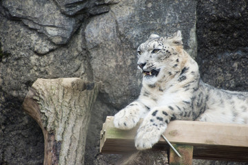 Fototapeta premium 雪豹