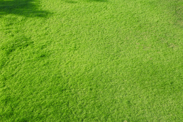 芝生イメージ