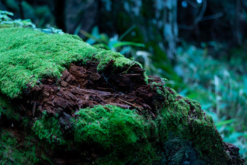 倒木の苔
