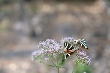 Schmetterling