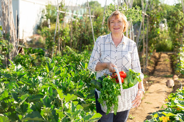 Senior farmer woman with a basket of vegetables in the garden. High quality photo