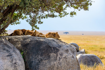 Group of young lions lying on rocks - beautiful scenery of savanna at sunset. Wildlife Safari in Serengeti National Park, Masai Mara, Tanzania, Africa - obrazy, fototapety, plakaty