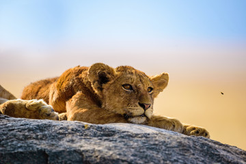 Group of young lions lying on rocks - beautiful scenery of savanna at sunset. Wildlife Safari in Serengeti National Park, Masai Mara, Tanzania, Africa