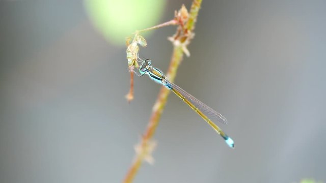 The blue riverdamsel adult male perching in bark. Pseudagrion microcephalum is a common species of damselfly in the family Coenagrionidae. It is also known as the blue sprite and blue grass dart.