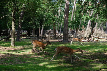 Rehe
