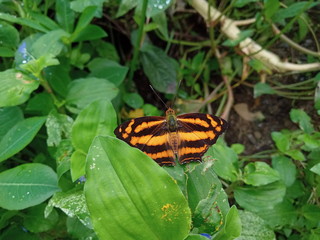 Beautiful butterfly relaxing on leaf