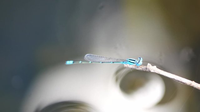 The blue riverdamsel adult male perching in bark. Pseudagrion microcephalum is a common species of damselfly in the family Coenagrionidae. It is also known as the blue sprite and blue grass dart.