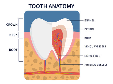 Vector illustration: anatomy of tooth cross section for medical education and dental care.