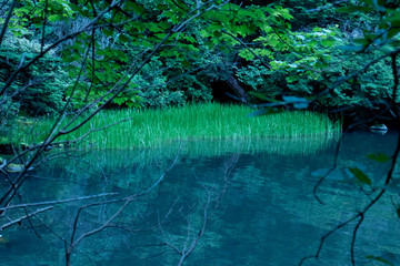 森の中の池