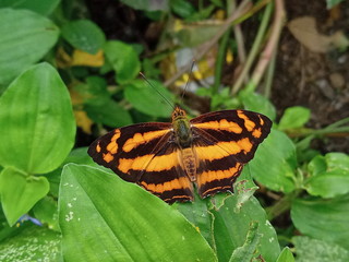 Beautiful butterfly relaxing on leaf