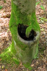 Baumstamm