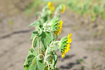 sunflower in dry summer , agricultural field 
