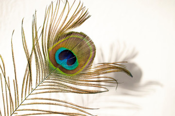 Fototapeta premium A colorful peacock feather casts a light shadow against a white wall.