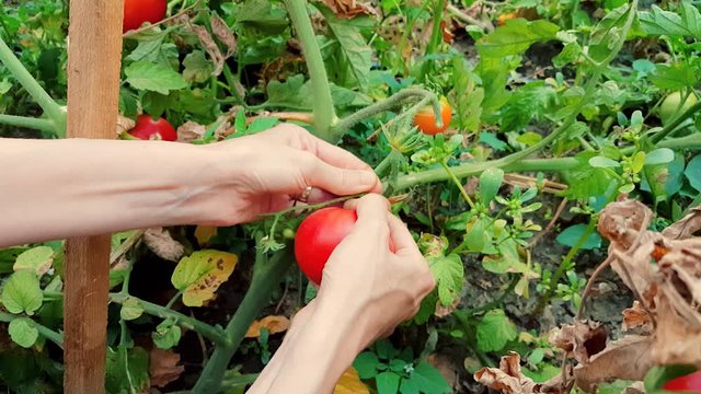 Woman harvesting fresh organic tomatoes in the garden on a sunny day