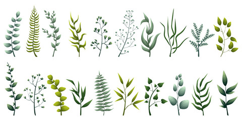 Set of elegant green herbs