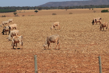 Gado no pasto