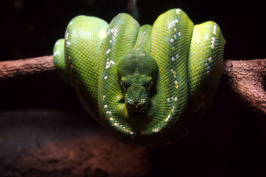Green Tree Python on tree trunk 