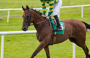 Close up on galloping race horse racing on the track