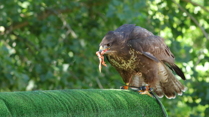 Águila de Harris fue tomada en el Parque de la Naturaleza de Cabárceno, Cantabria, España.