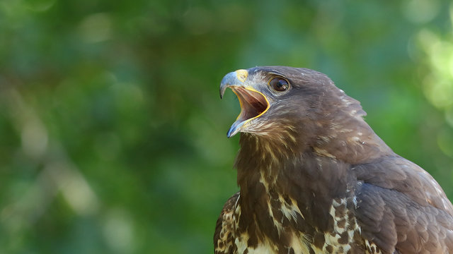 Águila de Harris fue tomada en el Parque de la Naturaleza de Cabárceno, Cantabria, España.